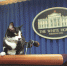 socks-the-cat-1073642_640 - Tvregion12.ru