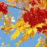 Pixabay - Роспотребнадзор