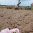 Установлена судьба волжанина, пропавшего без вести в годы Великой Отечественной войны - Марийская правда