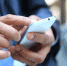Россияне не спешат отказываться от WhatsApp - Marimedia.Ru