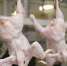 В продукции марийской птицефабрики нашли сальмонеллу - Marimedia.Ru