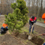 Команда озеленителей АО "Город" высадила в Марий Парке горные сосны и ели европейские - I-ola.Ru