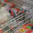 Врачи бьют тревогу: это мясо в каждом холодильнике разрушает организм за месяцы - Pg12.Ru