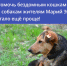Помочь бездомным кошкам и собакам жителям Марий Эл стало ещё проще! - Минцифры Республики Марий Эл