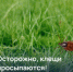 Из-за резкого весеннего потепления клещи проснутся раньше времени? Расскажем о последствиях от встречи с клещами и мерами профилактики - I-ola.Ru